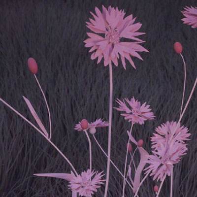 bandao全站体育下载