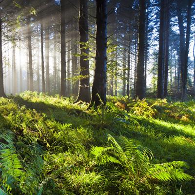 皇冠app官方版下载安装